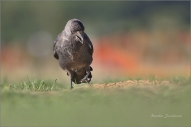 <p>KAVKA OBECNÁ (Corvus monedula) /Western jackdaw - Dohle/</p>